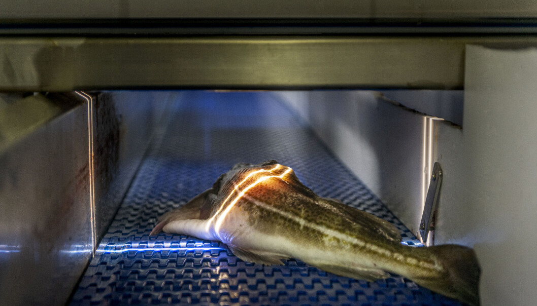 Using light - in technical terms referred to as hyperspectral imaging - on whole fish, makes it for the first time possible to provide an objective measurement of good quality already when whitefish is delivered on shore and to the processing plants (Photo: © Norsk Elektro Optikk) Using light - in technical terms referred to as hyperspectral imaging - on whole fish, makes it for the first time possible to provide an objective measurement of good quality already when whitefish is delivered on shore and to the processing plants (Photo: © Norsk Elektro Optikk)