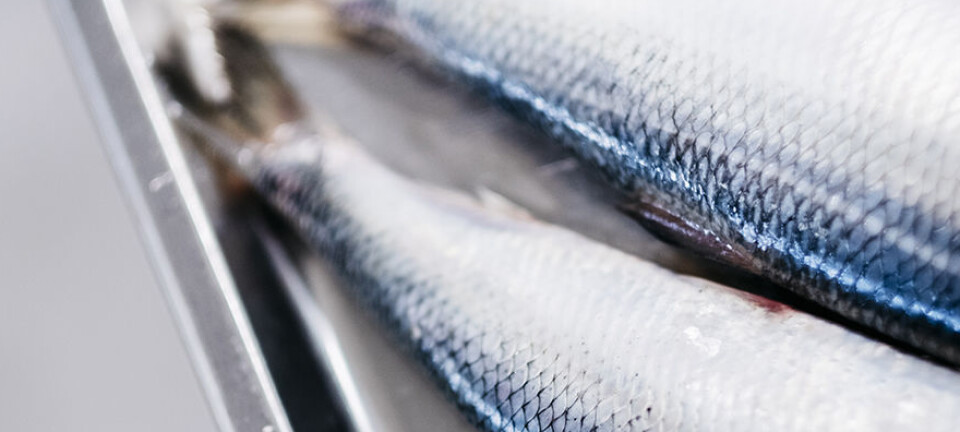 Norwegian oils from sea and land generate more omega-3