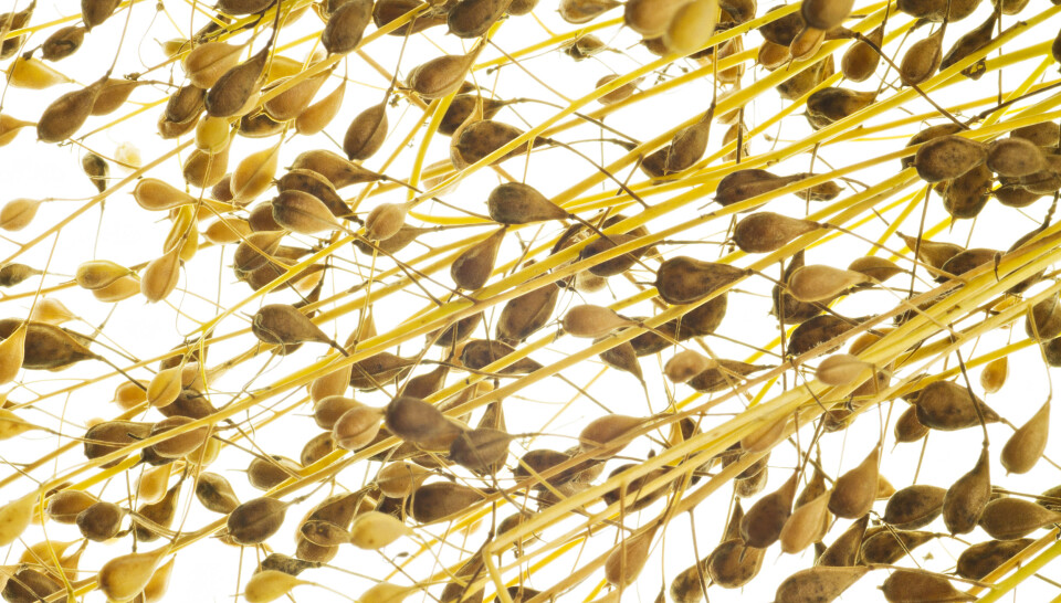 Camelina oil contains substances that are good in feed combinations with fish oil. Today, the oil is popular on the health food market.