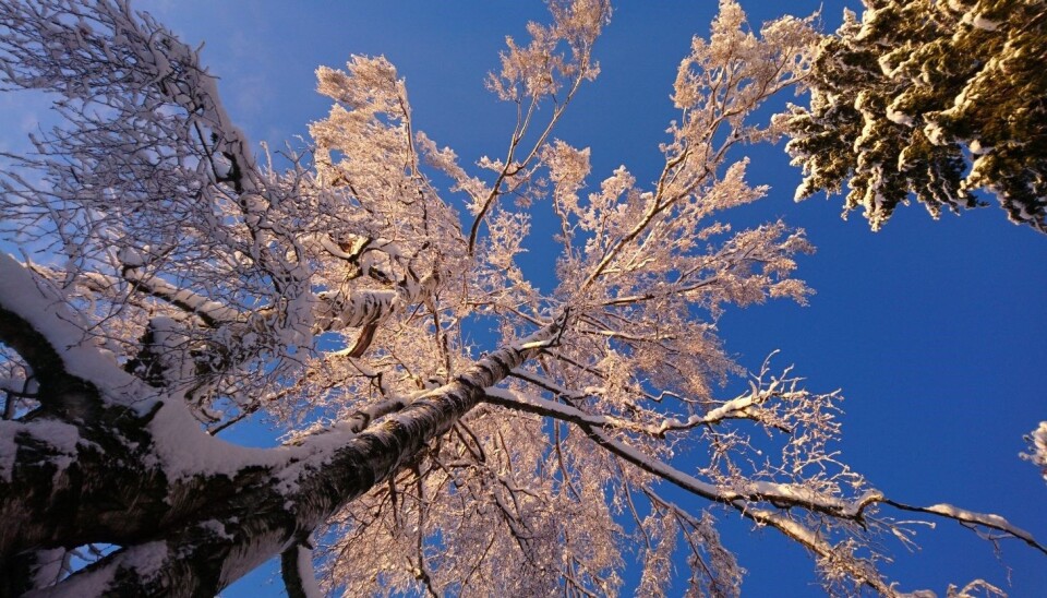 Under winter's spell: how trees slumber until spring