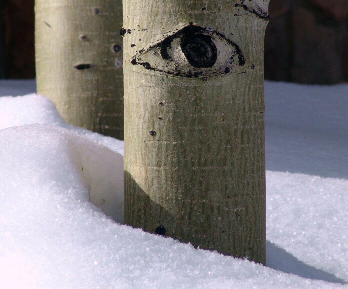 Aspen trees stay dormant in the winter, to protect their delicate tissues. Aspen trees stay dormant in the winter, to protect their delicate tissues.