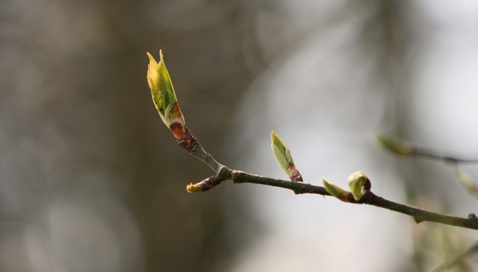 New leaves burst forth in spring, when longer daylight hours open up communication channels.
