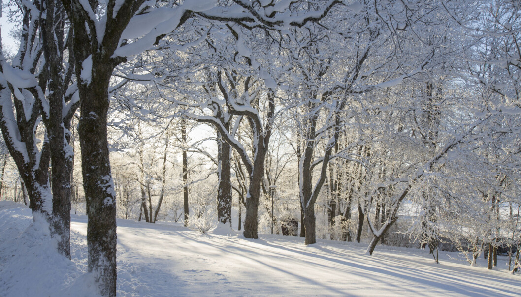 Many plant species close their communication channels down in winter, with the help of ABA. Many plant species close their communication channels down in winter, with the help of ABA.