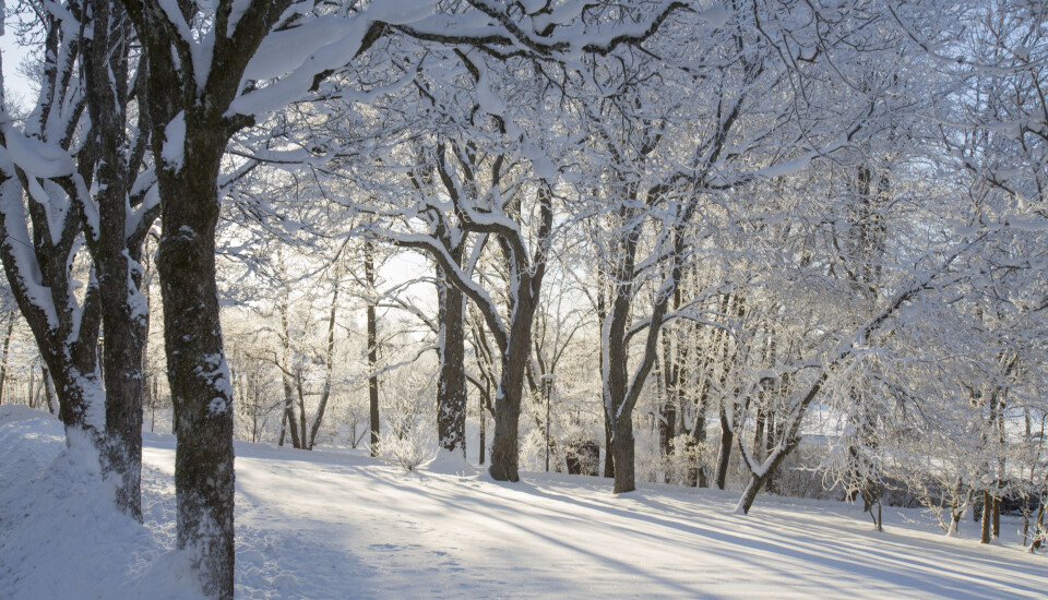 Many plant species close their communication channels down in winter, with the help of ABA.