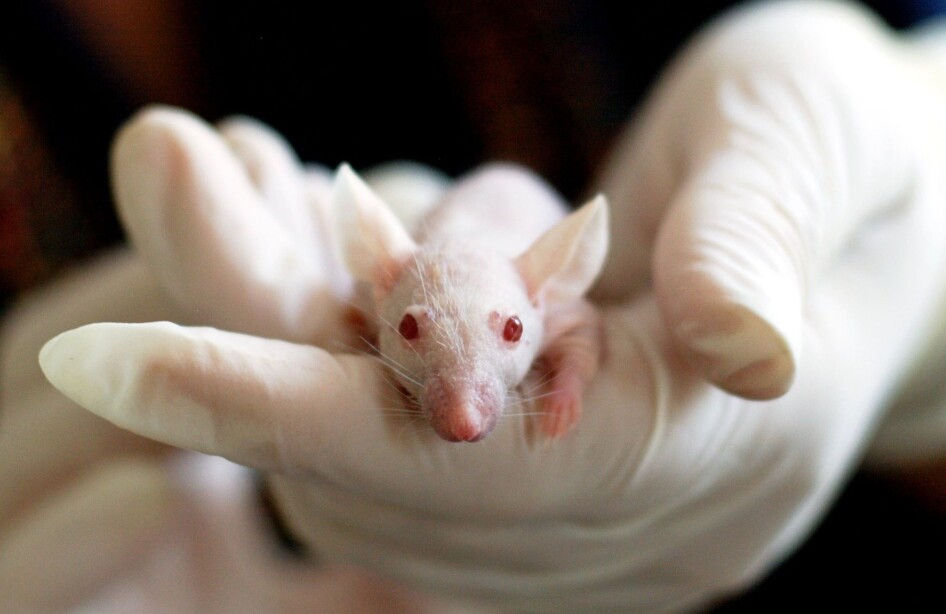 The CAS project challenges the transferability of research findings from studies on animals to humans.