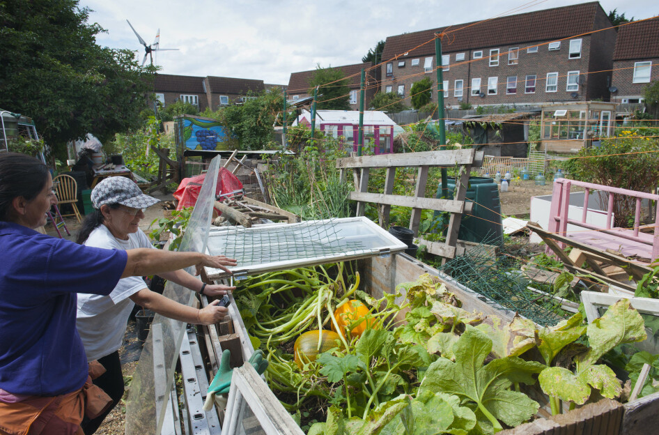 Two women looking at squash plants at the Evelyn Community Gardens, Deptford, London, England, UK. Members of these types of climate initiatives actually do manage to lower their carbon footprints, research shows.