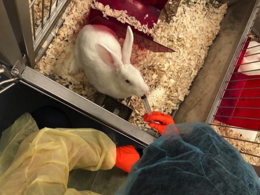 Rabbits have copulation induced ovulation. Since Prozac reduces human´s ability to climax, Mihaela Pavlicev and her team gave rabbits the medicine to see whether it affected ovulation.