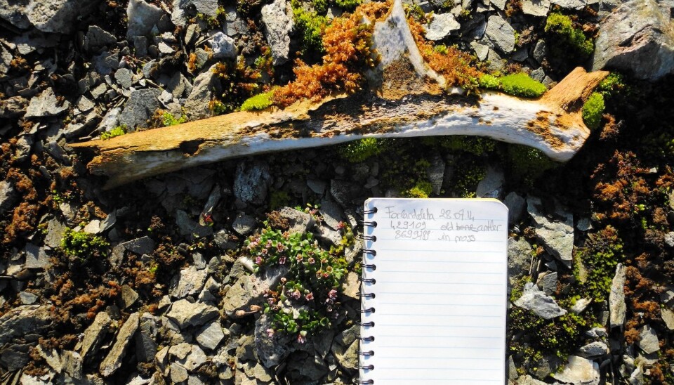 A 400-year-old reindeer antler that Le Moullec found on Prins Karls Forland.