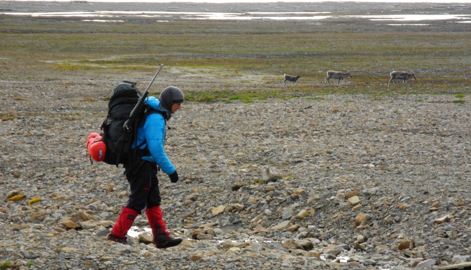 Martin Kristiansen walks by a group of reindeer on Prins Karls Forland. It’s easy to see why the animals were so easy to hunt, because they are quite placid and extremely sedentary.