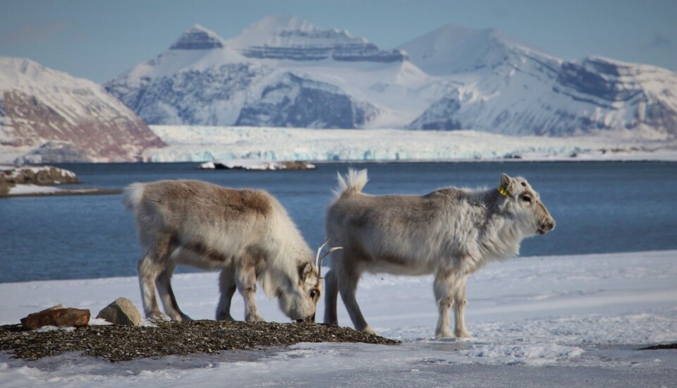 Reindeer grazing on an open patch of vegetation surrounded by ice and snow.