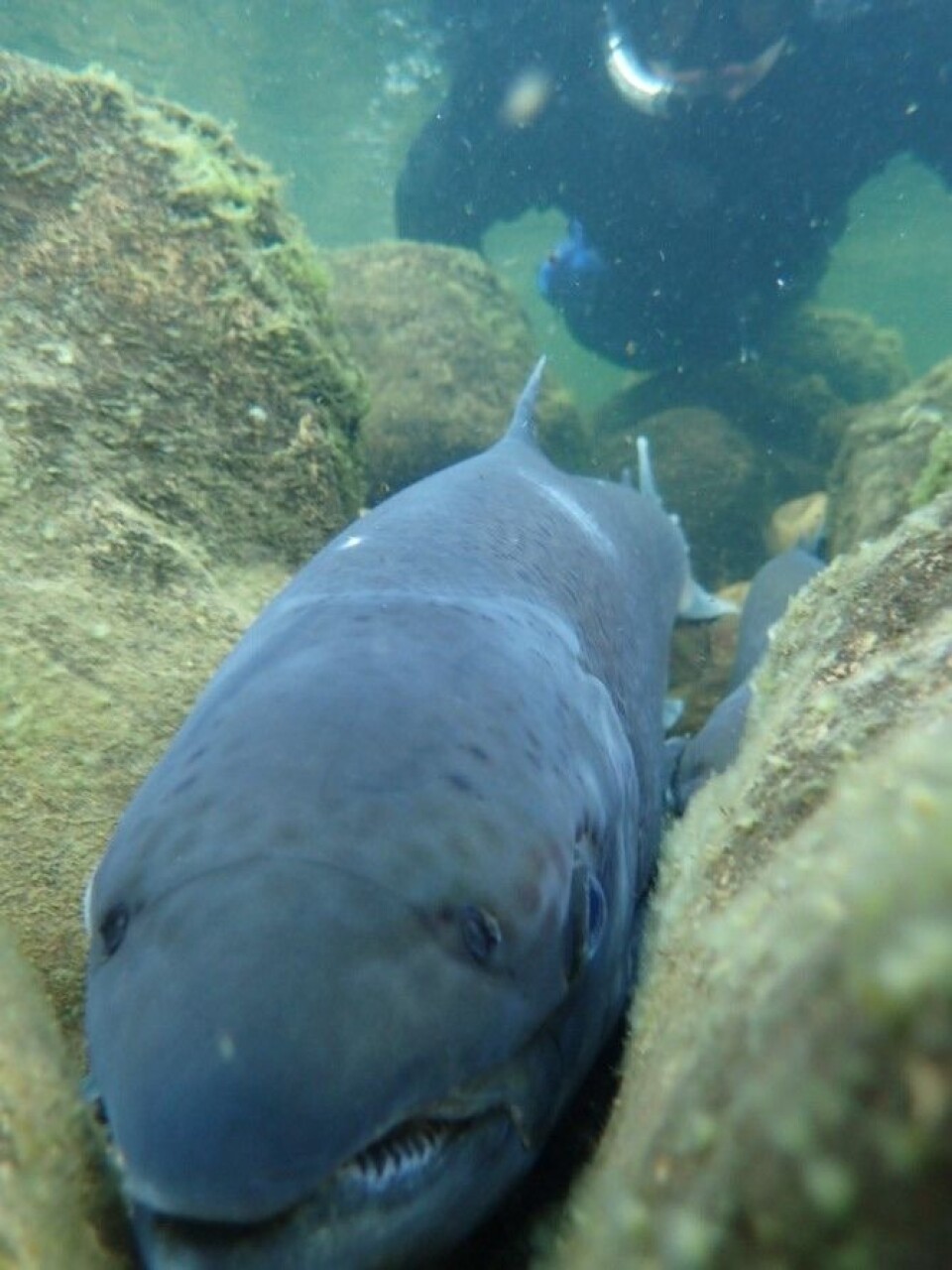 Atlantic salmon taking this opportunity to smile for the camera.
