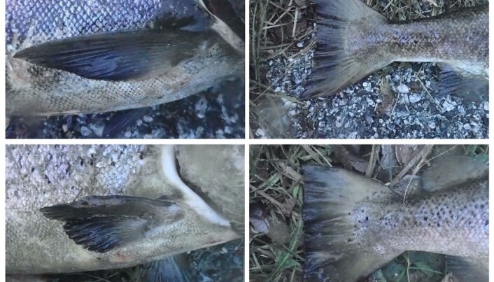 Pectoral (left) and caudal fin (left) erosion of domesticated (bottom row) and wild salmon (top). Pectoral (left) and caudal fin (left) erosion of domesticated (bottom row) and wild salmon (top).