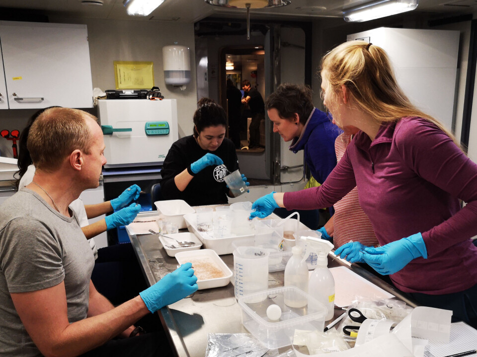Action in the zooplankton lab after net samples have come on board. Sorting to species and groups and freezing material for later analyses, for instance of energy content and organic pollutants.