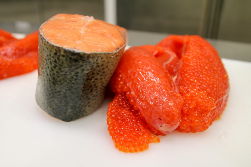Trout roe has a luscious reddish orange colour and makes a very nice caviar.
