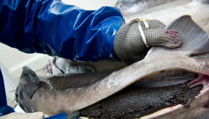 Here is the roe inside the sturgeon before it is transformed into the famous Russian luxury food – black caviar. Here is the roe inside the sturgeon before it is transformed into the famous Russian luxury food – black caviar.