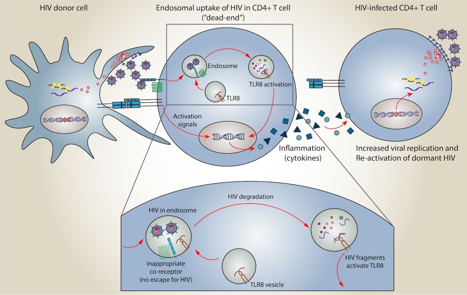 This graphic shows how HIV can get trapped in an endosome, or pocket, on a CD4+T cell (centre cell). Researchers previously thought this was a dead-end for HIV, because the virus wasn’t able to actually replicated. But the new CEMIR research shows that once HIV is in the endosome and is destroyed, its fragments activate a substance called TLR8, which in turn triggers inflammation. The inflammation can then activate HIV in dormant cells, or boost the production of HIV in infected cells. Although this may sound like a bad thing, it offers researchers a way to smoke out HIV in dormant cells, which is an important step in developing a cure.