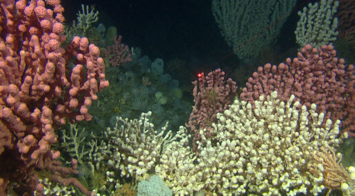 As many as 200,000 coral reefs off Norway