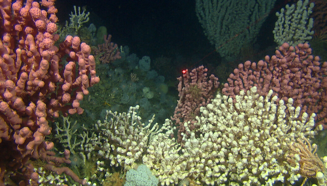 The corals off the Norwegian coast are home to a rich environment. The corals off the Norwegian coast are home to a rich environment.