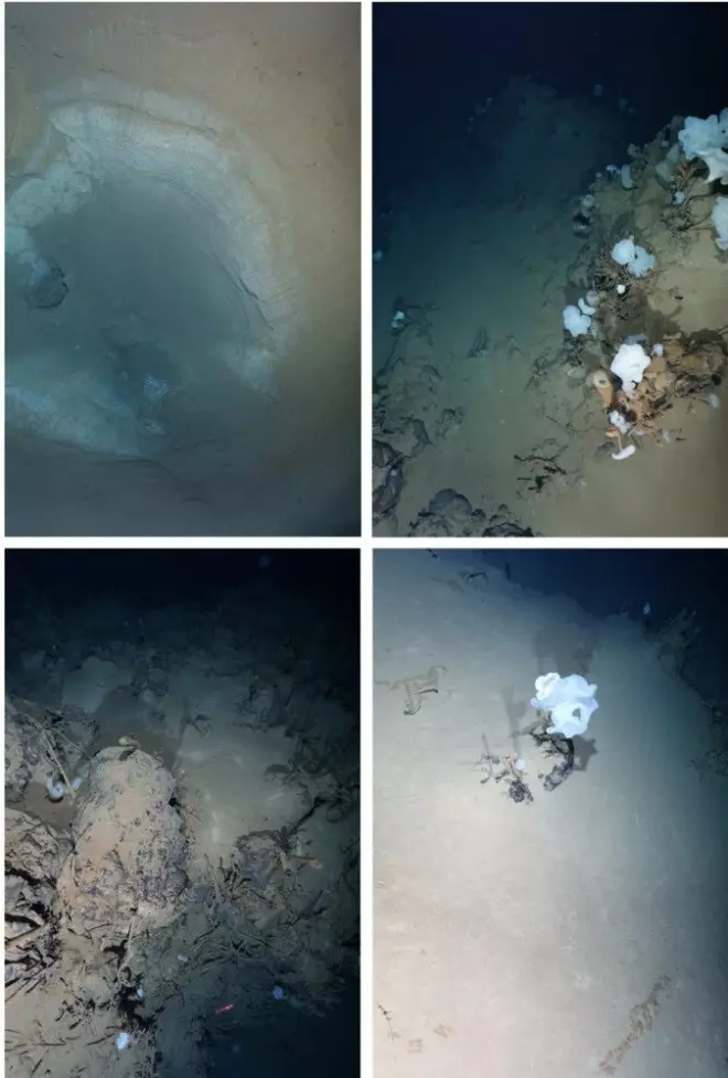 The pictures show the typical fauna on the Aurora volcanic field. The first picture shows a large sinkhole.