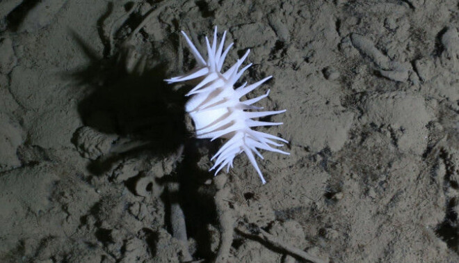 The photo shows an anemone that lives at great depths, here 3500 metres below the surface.