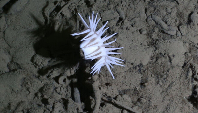 The photo shows an anemone that lives at great depths, here 3500 metres below the surface. The photo shows an anemone that lives at great depths, here 3500 metres below the surface.