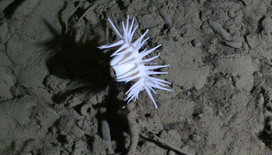 The photo shows an anemone that lives at great depths, here 3500 metres below the surface.