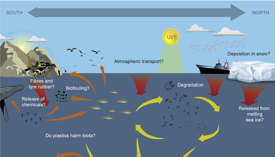 Examples of knowledge gaps regarding distribution, transport and impact of plastic litter in Arctic systems. Red arrows = plastic litter input, yellow arrows = transport pathways, orange arrows = food web transfer.