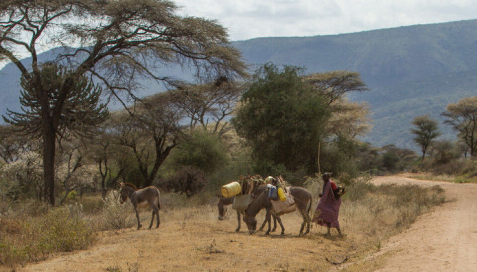 Humans play an important role in the Greater Serengeti-Mara Ecosystem, which include Serengeti National Park in Tanzania and the Mara National Reserve in Kenya.