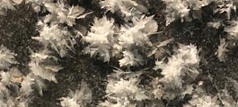 Picking frost flowers in the Polar night