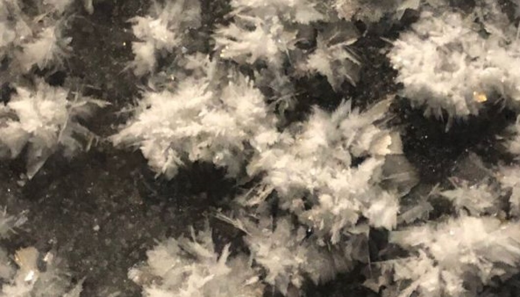 Frost flowers grow on freshly formed ice when it is very cold and windy. They are too fragile to be picked one by one, so we had to use a shovel to get them. Frost flowers grow on freshly formed ice when it is very cold and windy. They are too fragile to be picked one by one, so we had to use a shovel to get them.