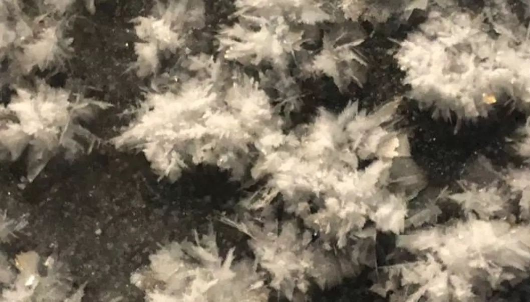 Frost flowers grow on freshly formed ice when it is very cold and windy. They are too fragile to be picked one by one, so we had to use a shovel to get them.