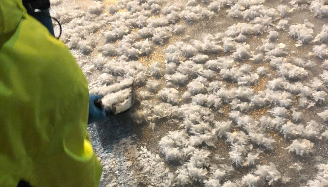 Out shovling frost flowers... Out shovling frost flowers...