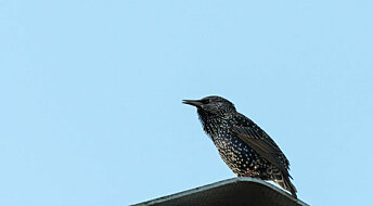 Why do starlings dance in the sky?