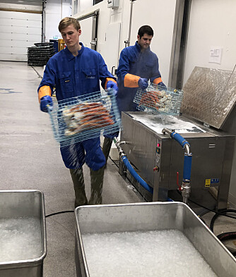 Master student Øyvind Jøstensen and I cooking crabs. Here they are about to be cooled in ice water. Master student Øyvind Jøstensen and I cooking crabs. Here they are about to be cooled in ice water.