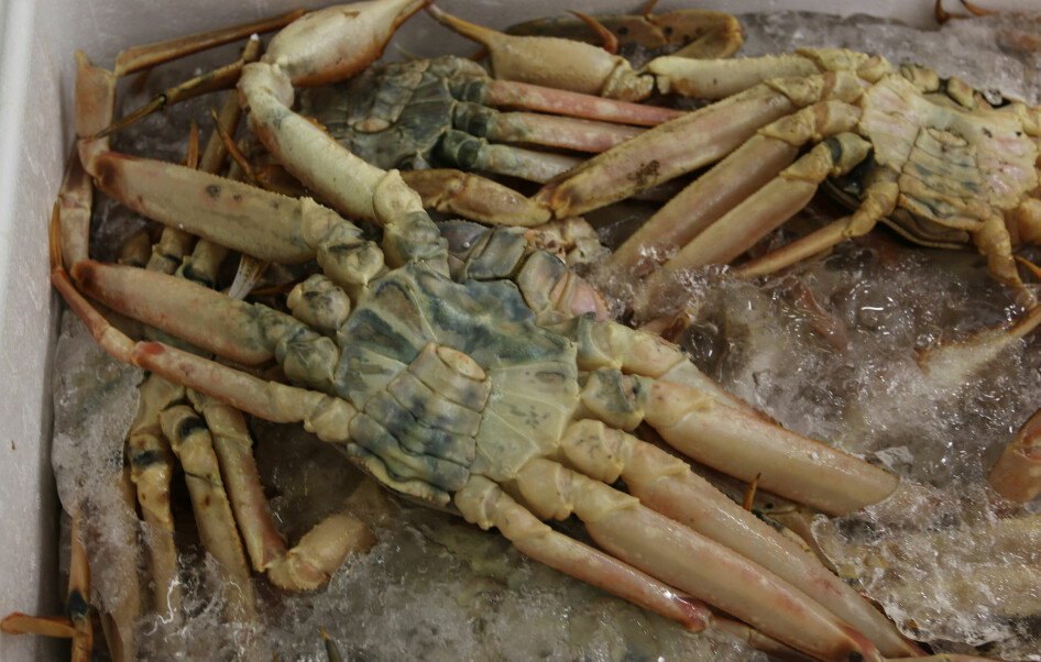 Snow crabs easily get blue or black spots.