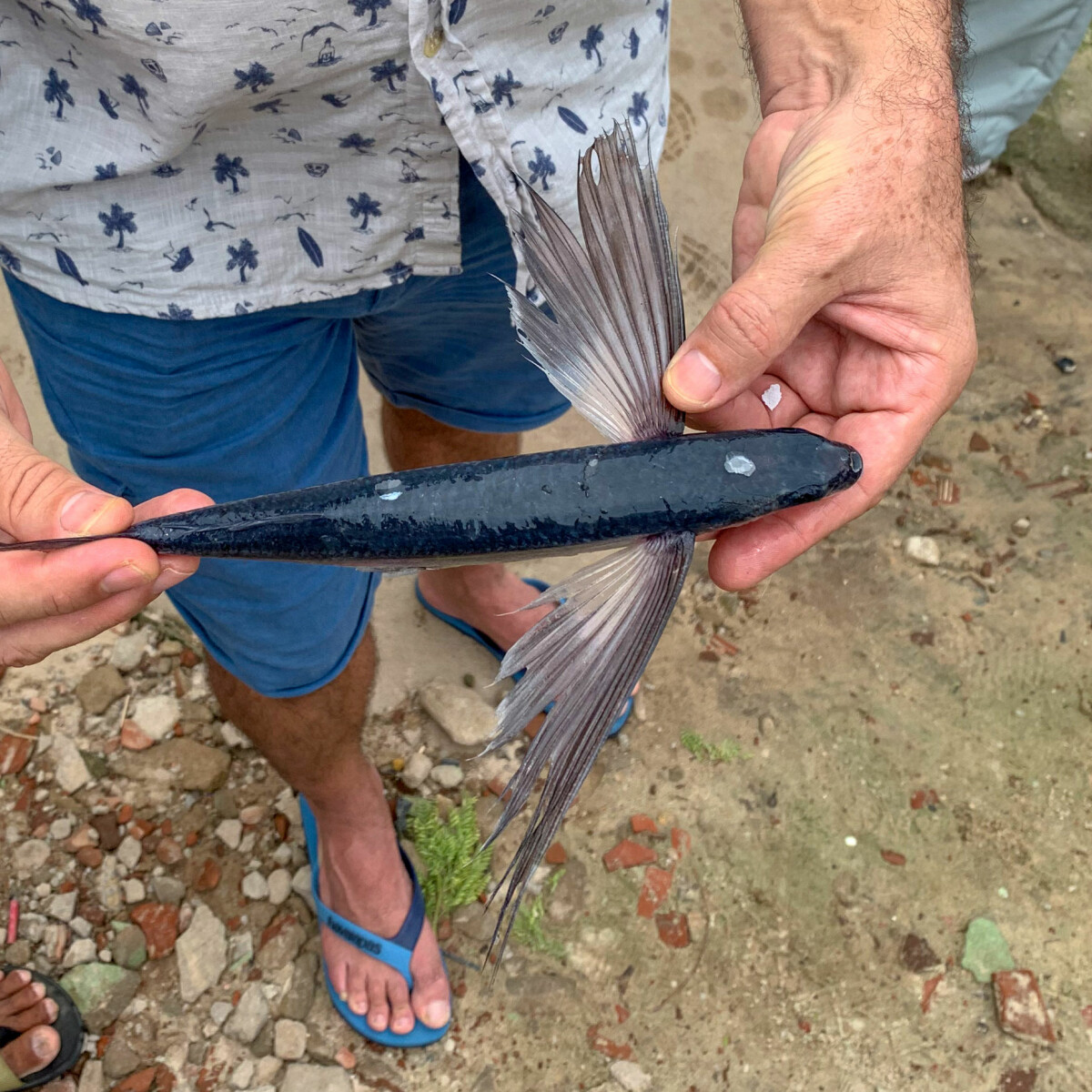 Flying Fish A Bird In The Hand – Costa Rica Fishing FECOP
