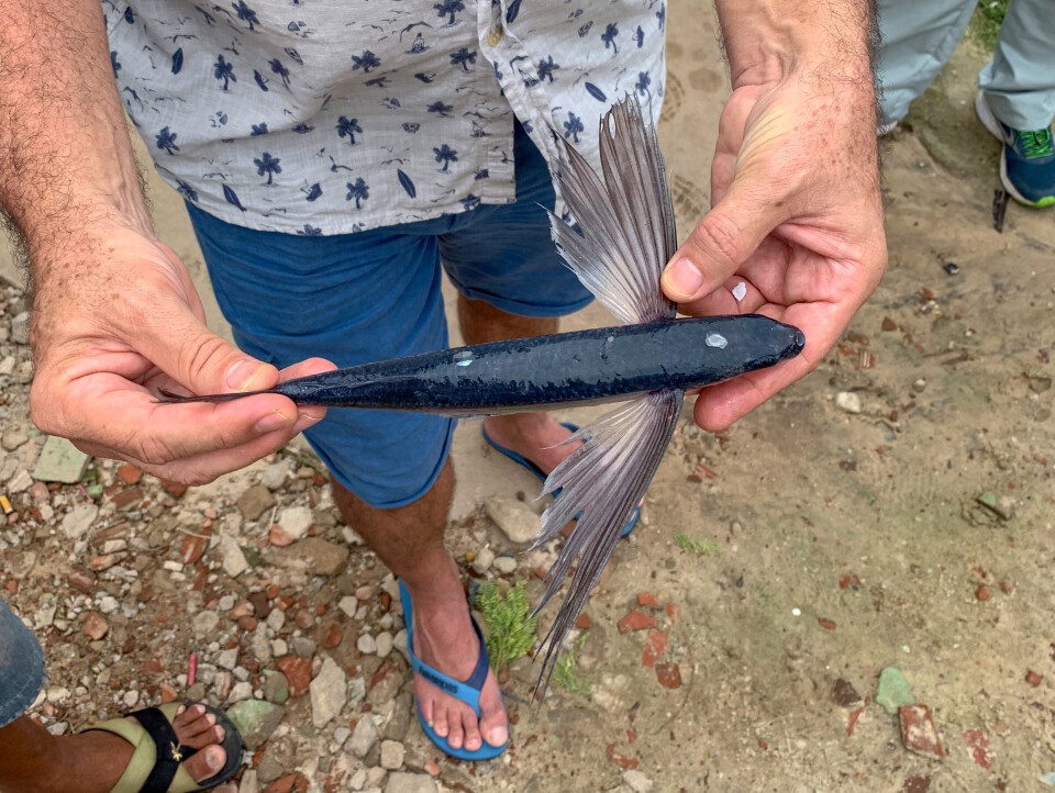 The roe of flying fish might bring added value to the catch.