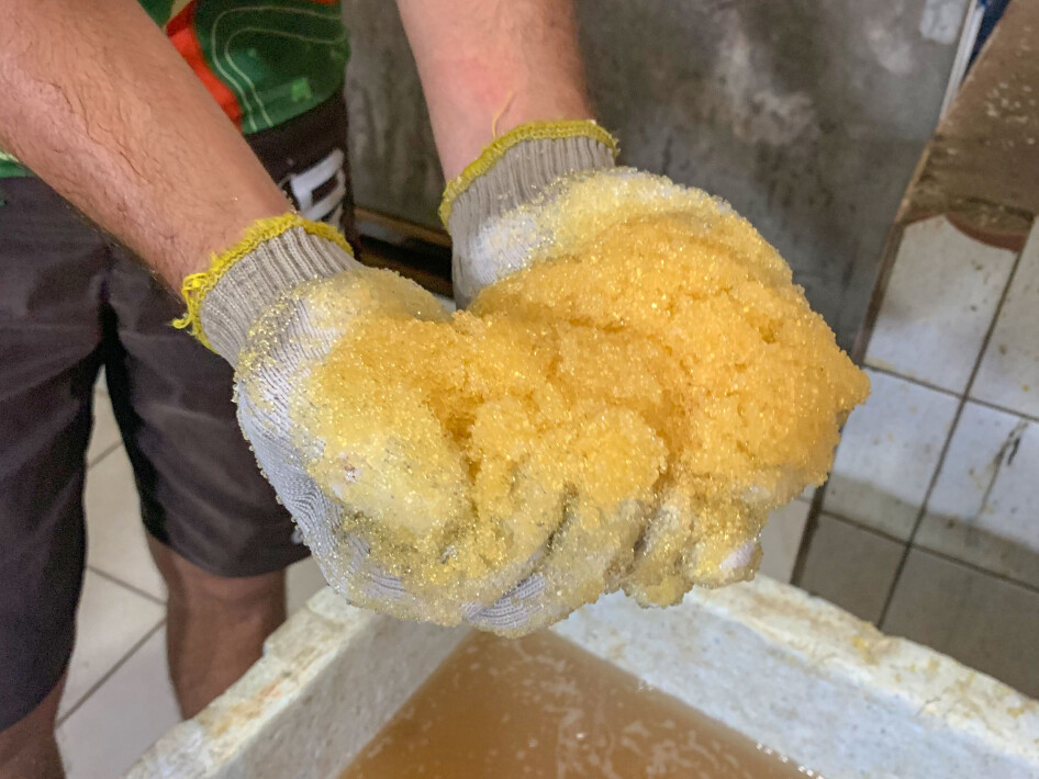 Flying fish roe.