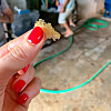 Flying fish roe is especially popular as garnish for sushi. Flying fish roe is especially popular as garnish for sushi.