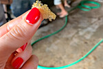 Flying fish roe is especially popular as garnish for sushi.