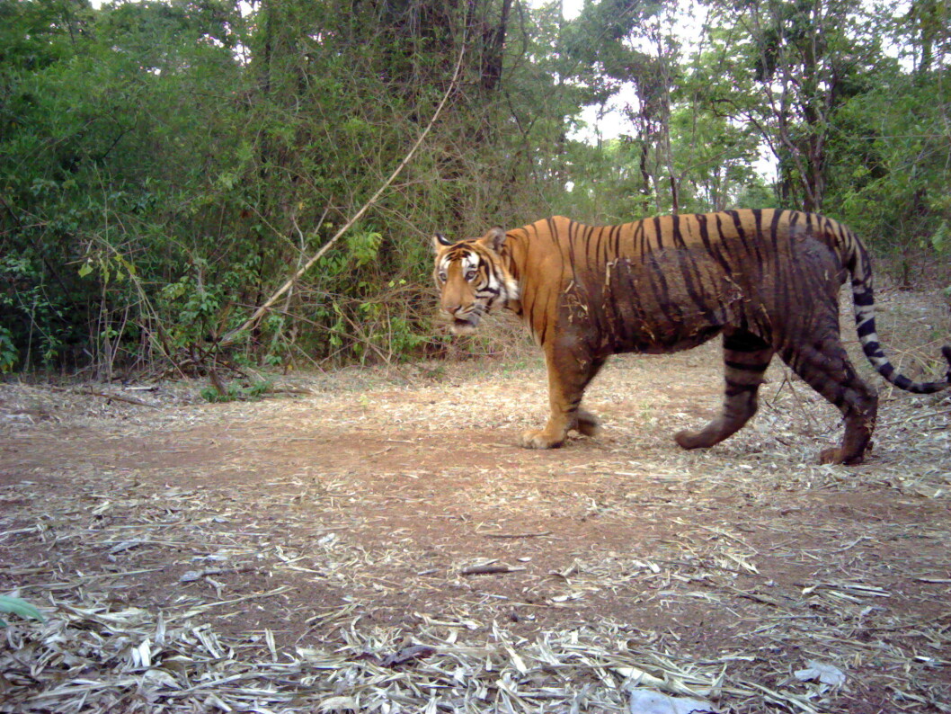 This male tiger has just come out of the water. Indian authorities may have exaggerated the growth in tiger numbers, say scientists. This male tiger has just come out of the water. Indian authorities may have exaggerated the growth in tiger numbers, say scientists.