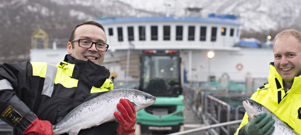 Increasingly expensive to “make” salmon - both in Norway and competitor countries