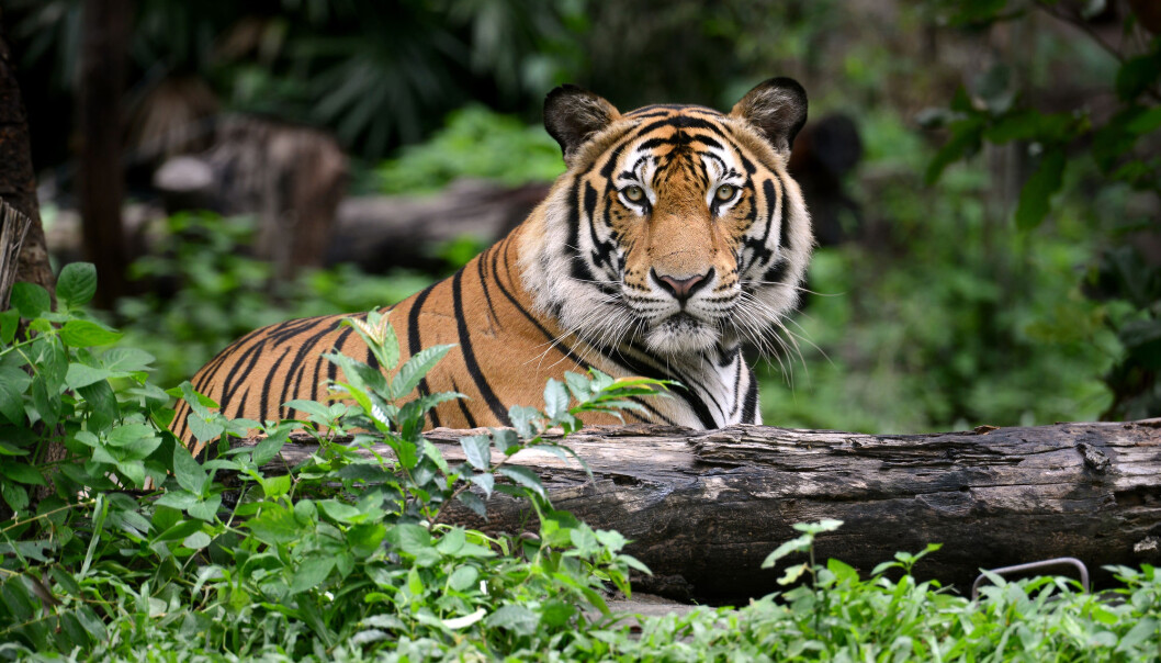 The tiger is one of the most popular endangered animals in the world. The tiger is one of the most popular endangered animals in the world.