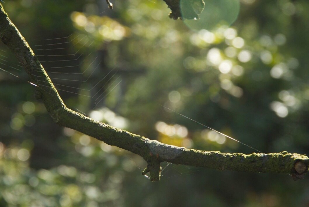 Spider web. Spider web.