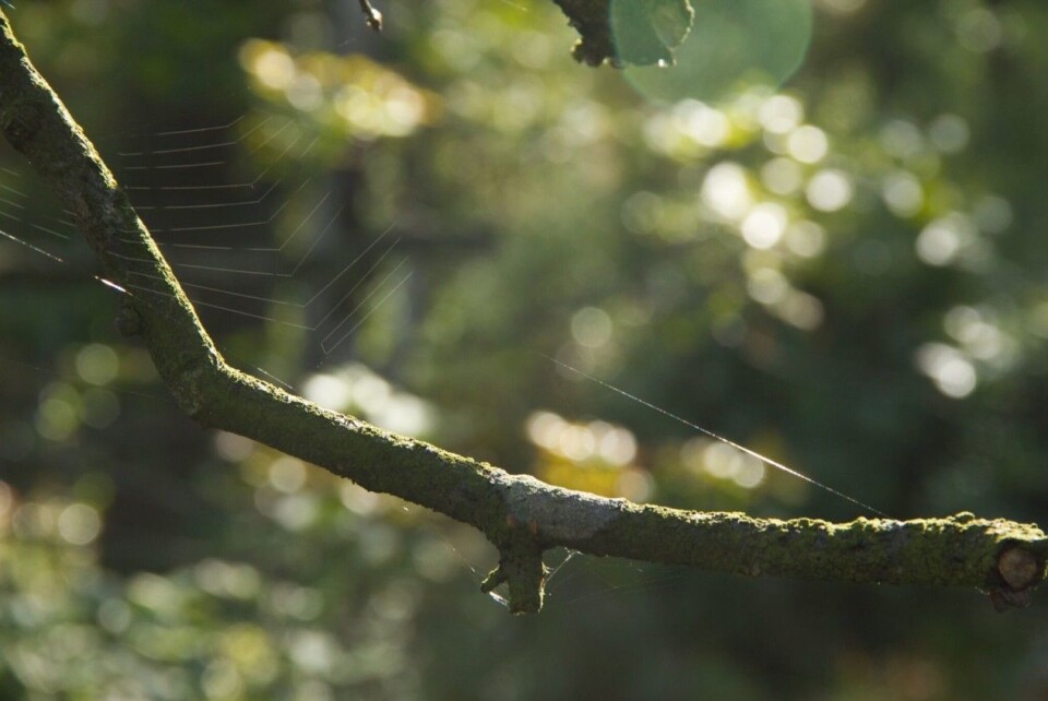Spider web.
