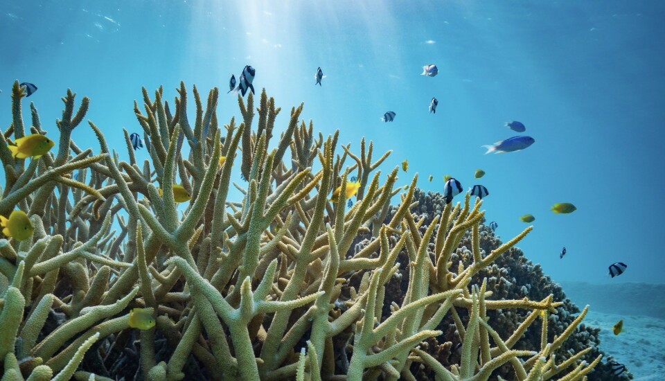 An assembly of damselfishes on the Great Barrier Reef in Australia. Several of these damselfish species were used by the researchers in their study.