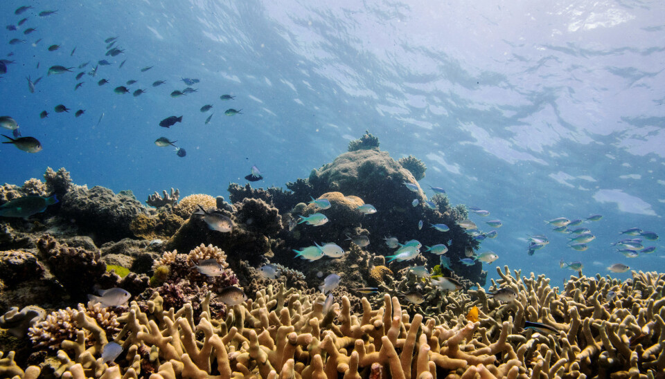 Assorted reef fish swim above a staghorn coral colony as it grows on the Great Barrier Reef off the coast of Cairns, Australia October 25, 2019.