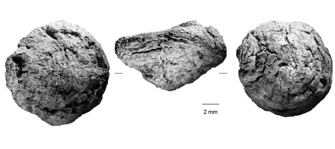 THREE VIEWS: Three views of Border Cave rhizome. THREE VIEWS: Three views of Border Cave rhizome.