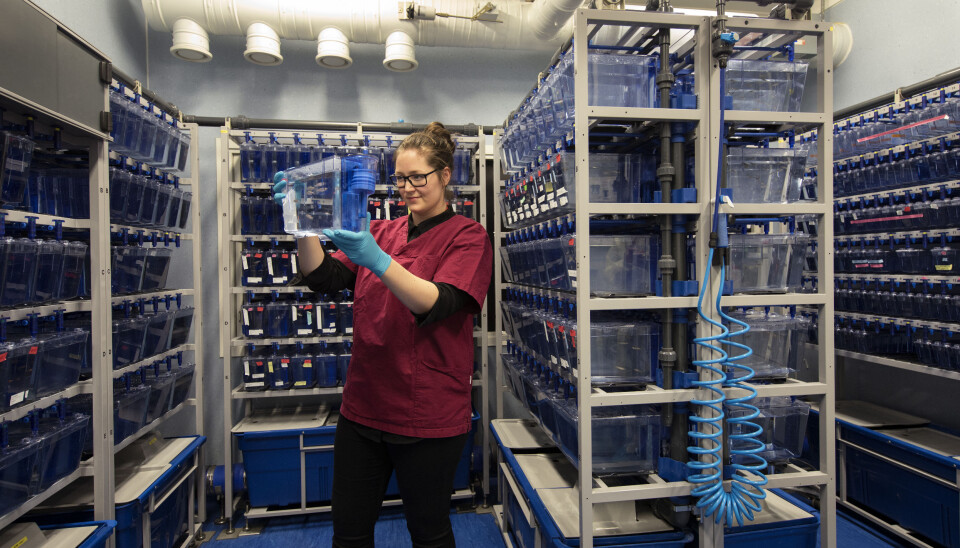 Zebrafish facility at NCMM.