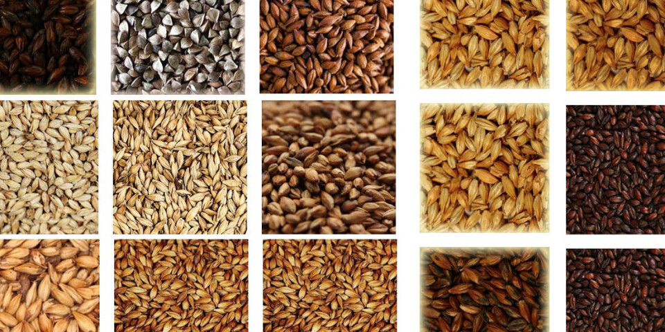 Beer can be made from many grains.
